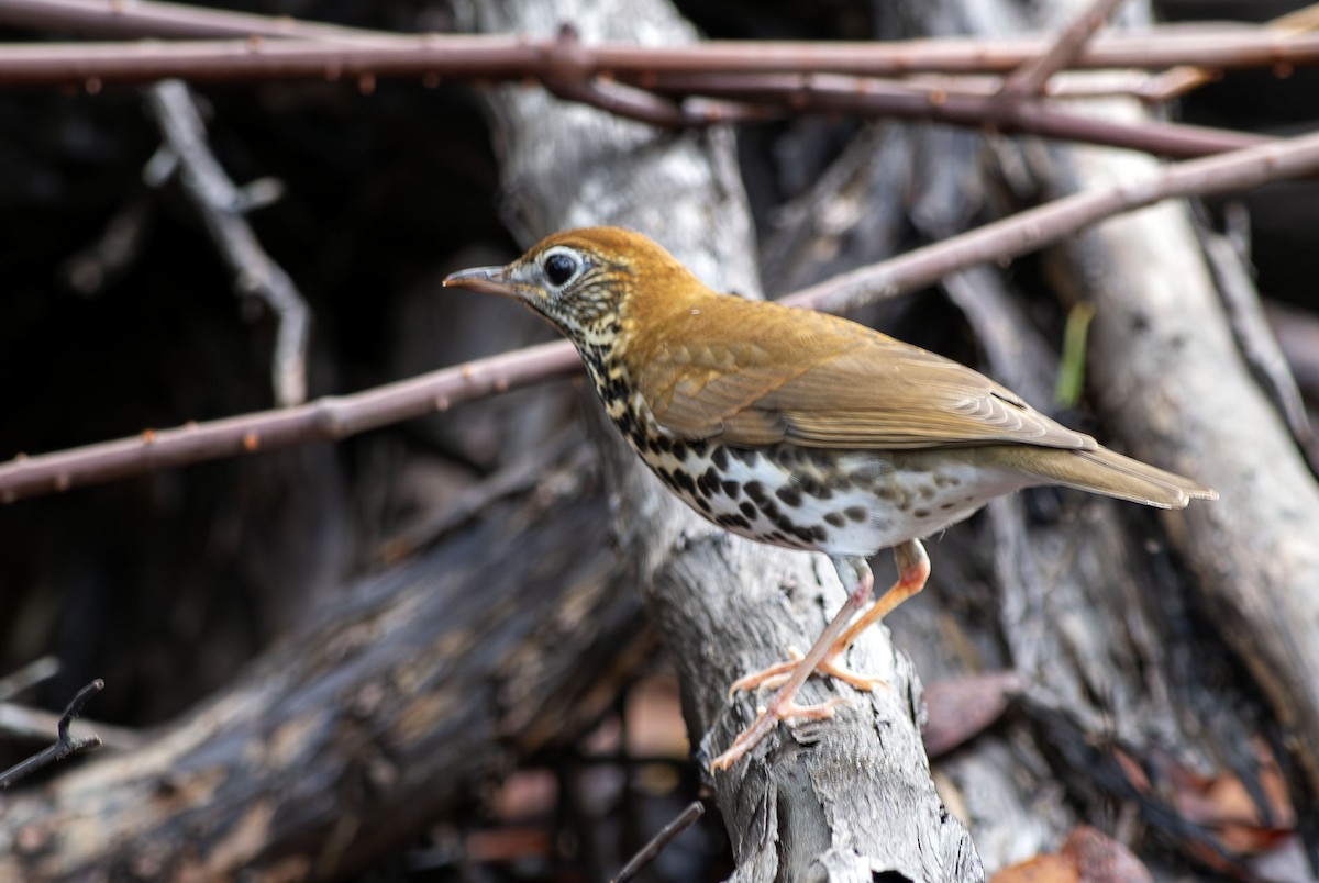 Wood Thrush - ML643485898
