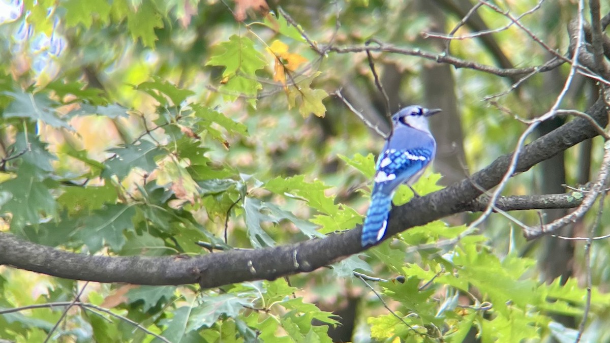 Blue Jay - ML643485906
