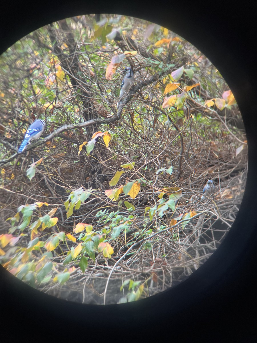 Blue Jay - ML643485907
