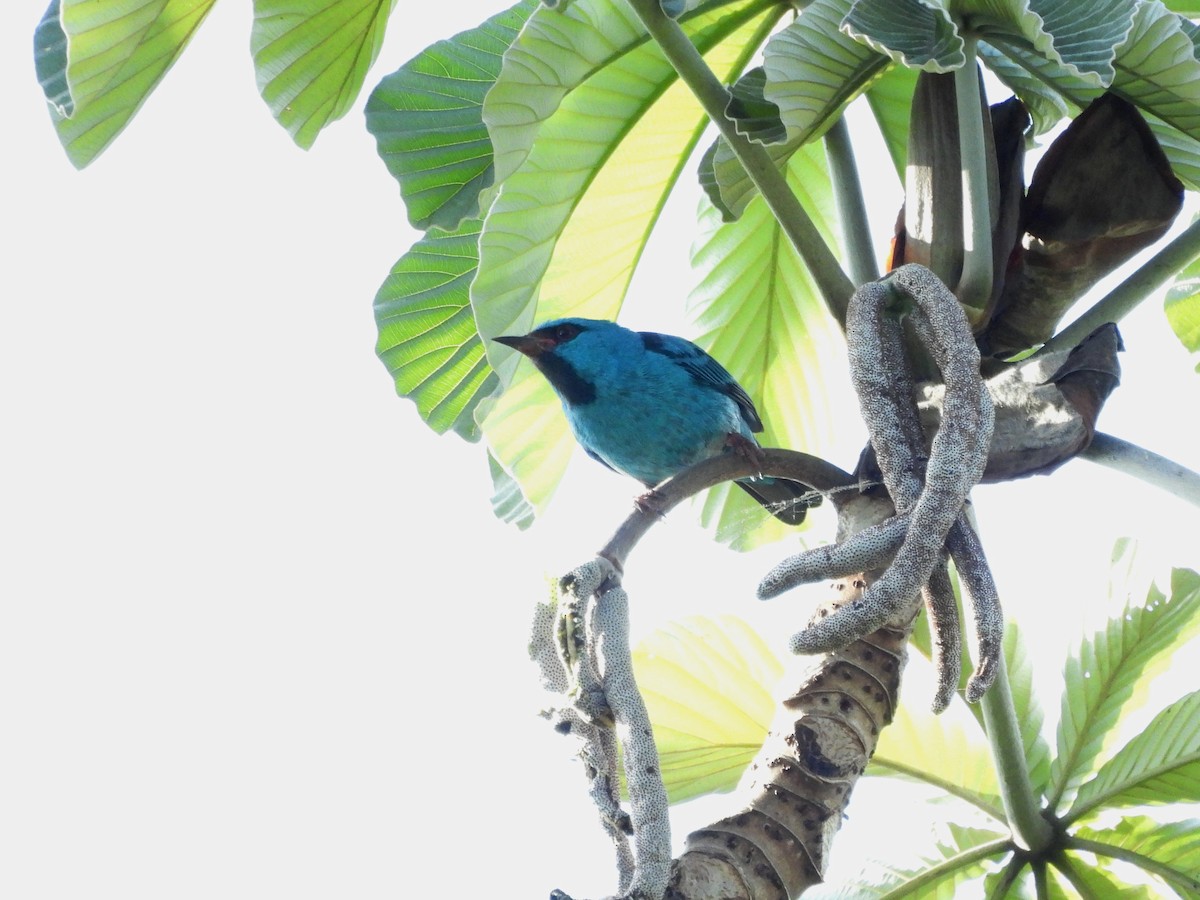 Blue Dacnis - ML643485912