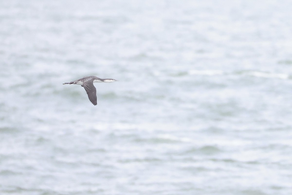 Plongeon catmarin - ML643485916