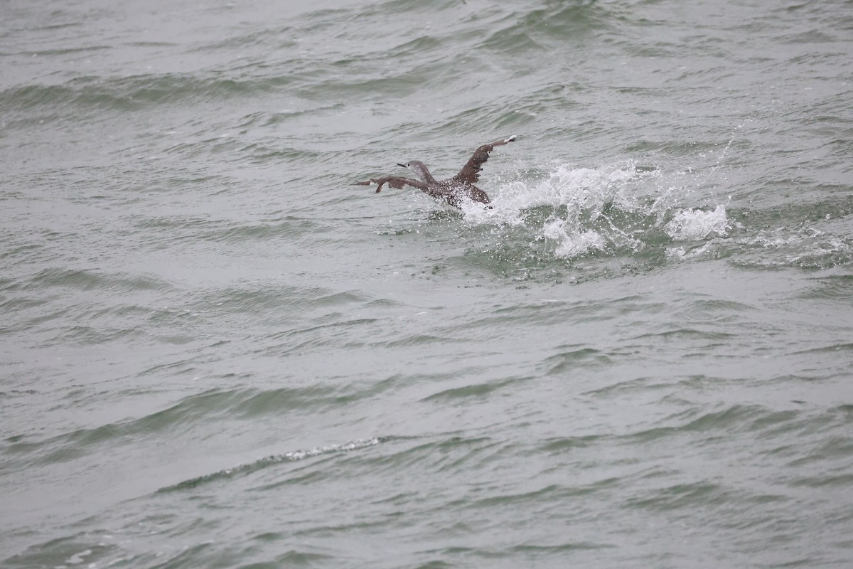 Plongeon catmarin - ML643485919