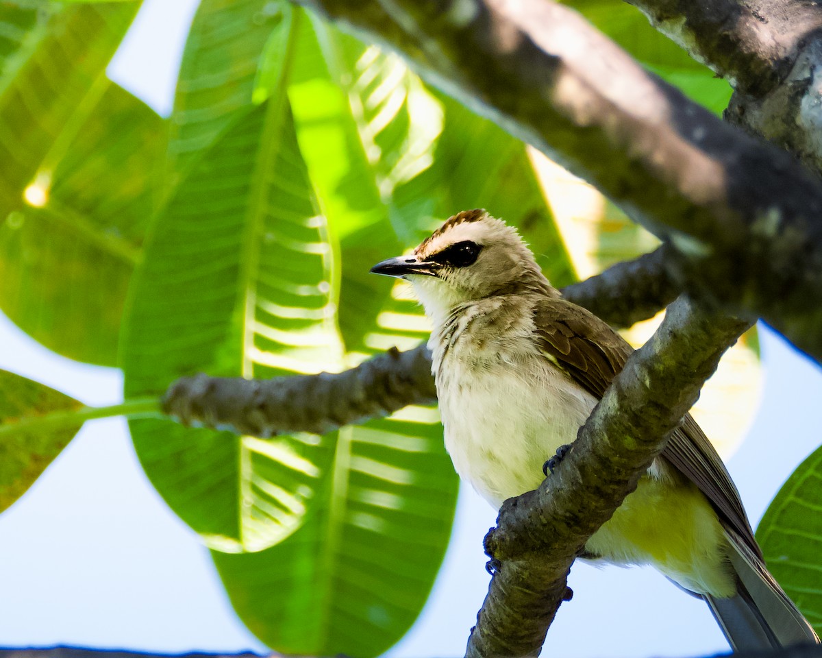 Yellow-vented Bulbul - ML643485922