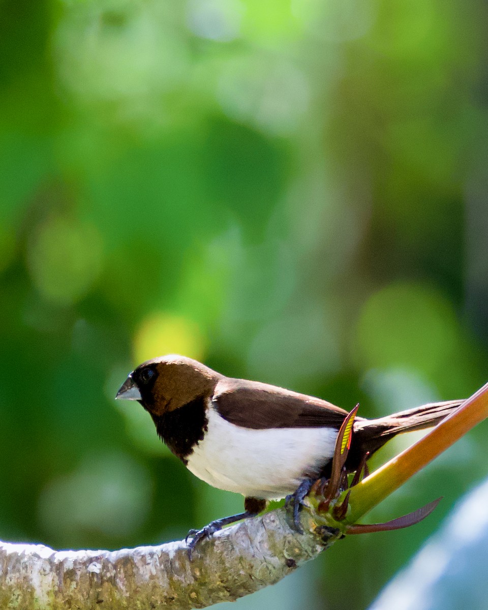 Javan Munia - ML643485928