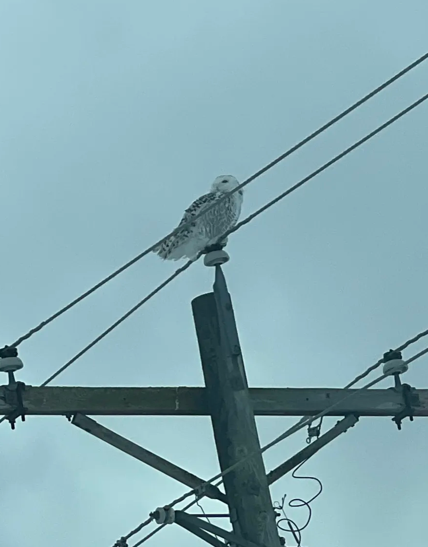 Snowy Owl - ML643485933