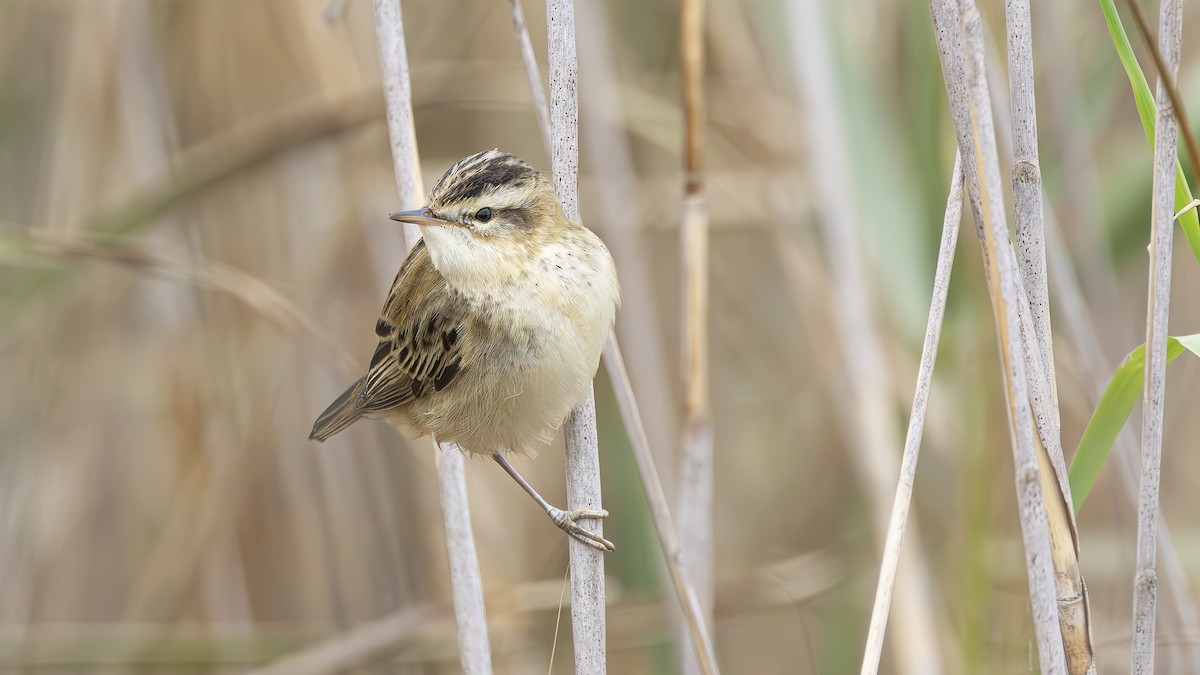 Sedge Warbler - ML643485936