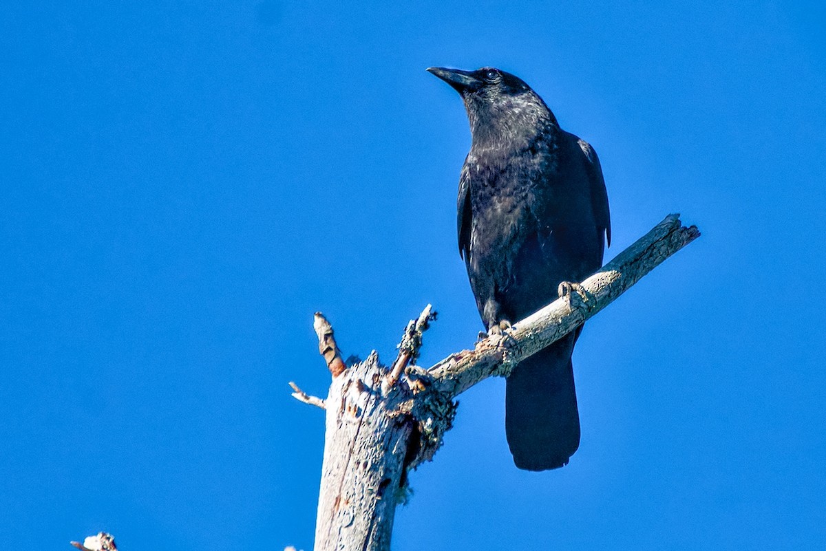 American Crow - ML643485965
