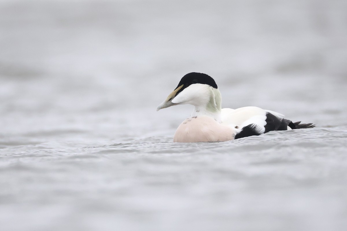 Common Eider - ML643486000