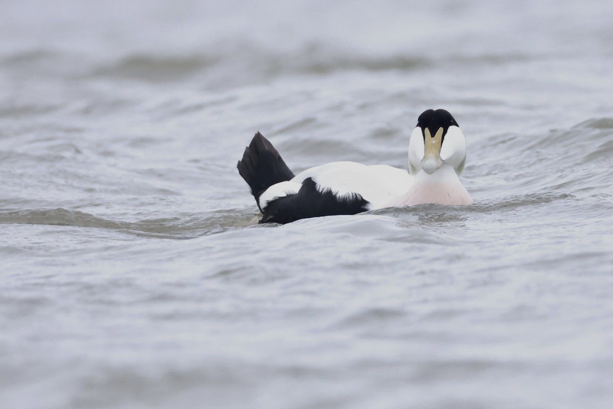 Common Eider - ML643486001