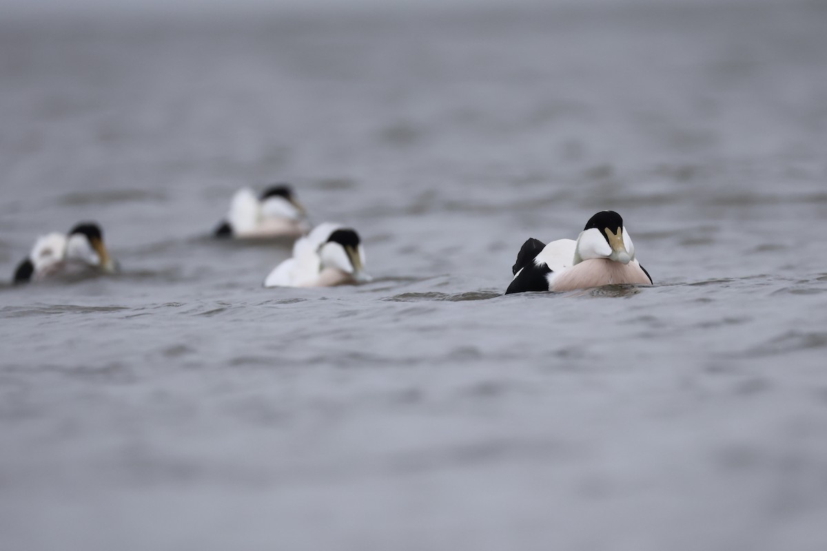 Common Eider - ML643486002
