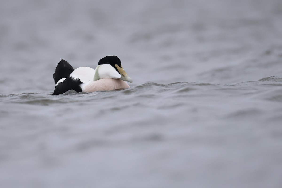 Common Eider - ML643486003