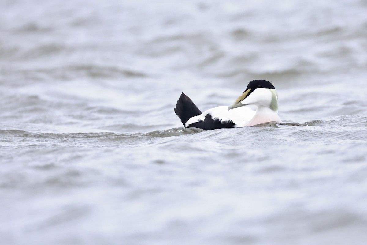 Common Eider - ML643486004