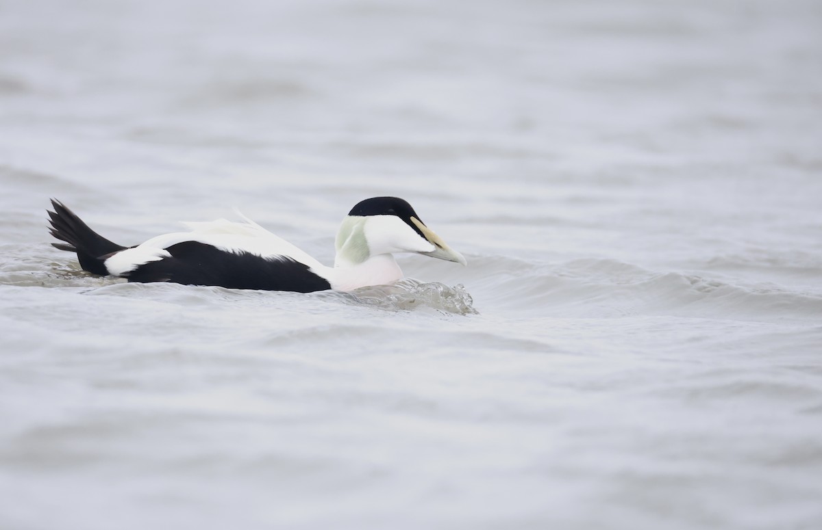Common Eider - ML643486005
