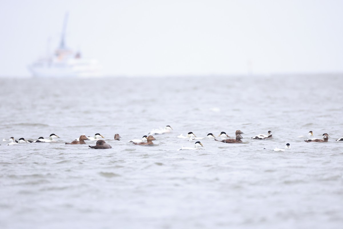 Common Eider - ML643486006