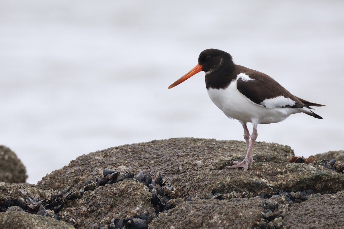 Eurasian Oystercatcher - ML643486022