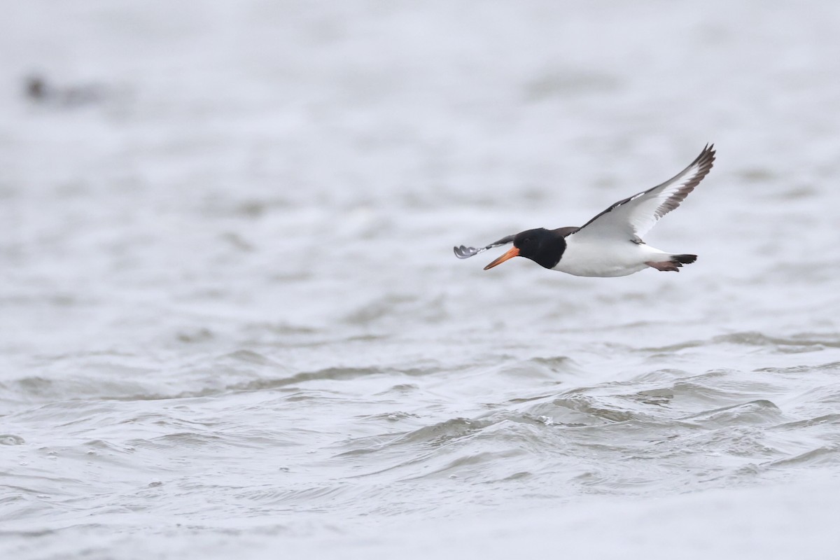 Eurasian Oystercatcher - ML643486023