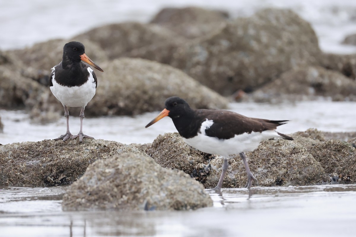 Eurasian Oystercatcher - ML643486024