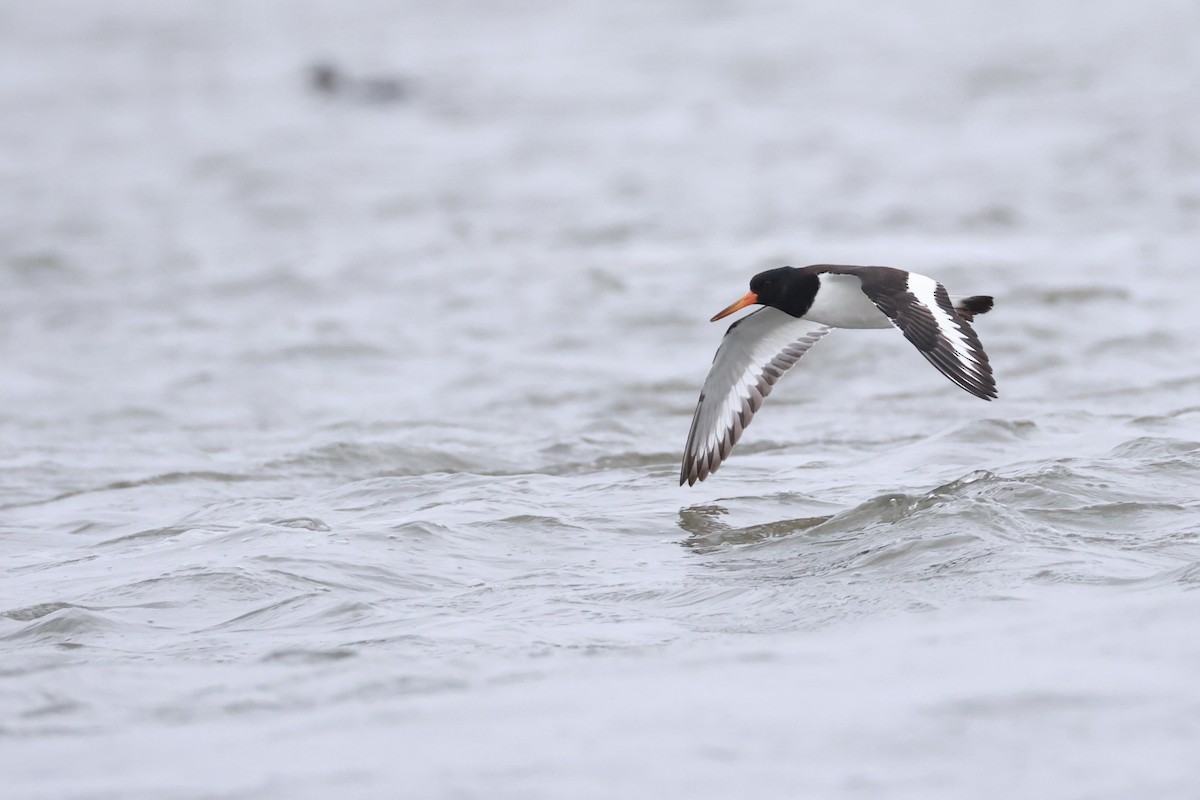 Eurasian Oystercatcher - ML643486025
