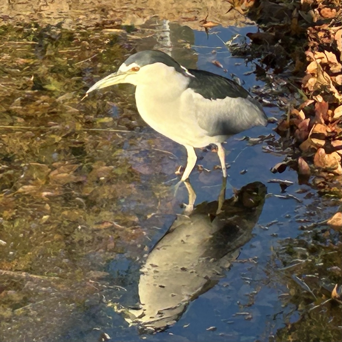 Black-crowned Night Heron - ML643486030