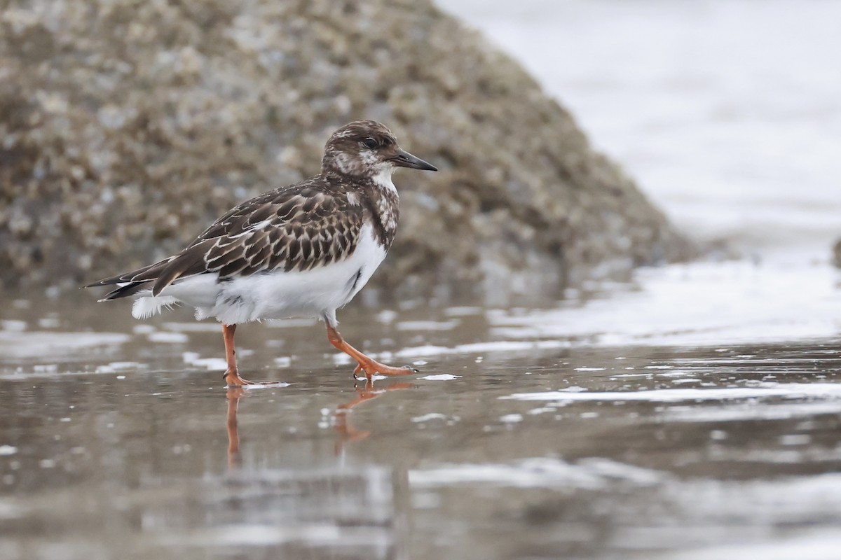 Ruddy Turnstone - ML643486031