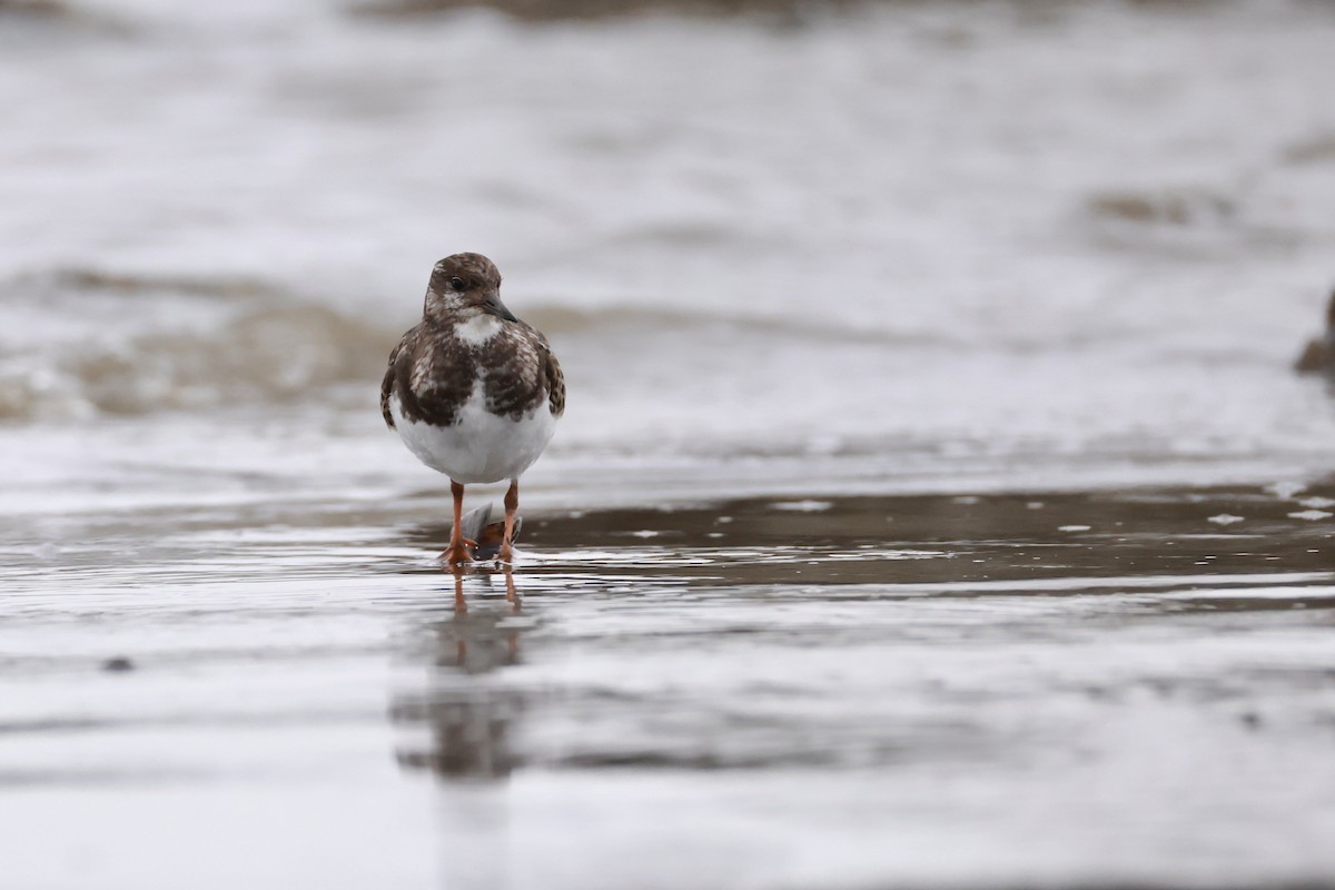 Ruddy Turnstone - ML643486032