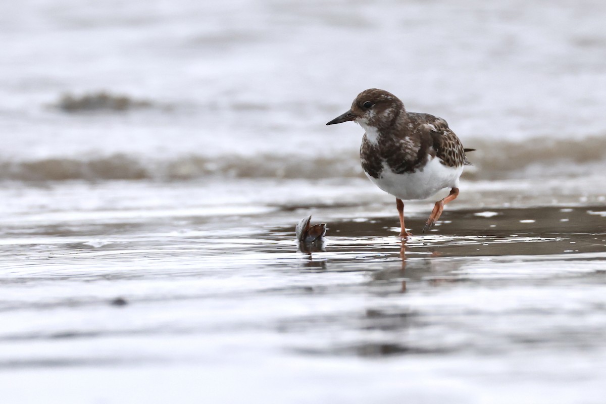 Ruddy Turnstone - ML643486033