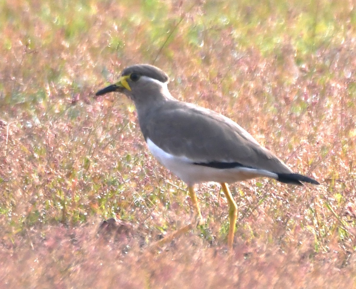 Yellow-wattled Lapwing - ML643486035