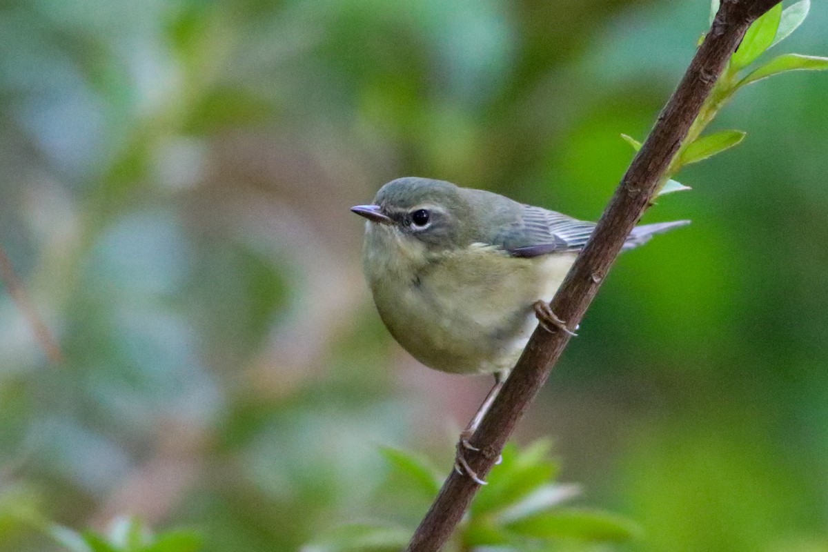 Black-throated Blue Warbler - ML643486036