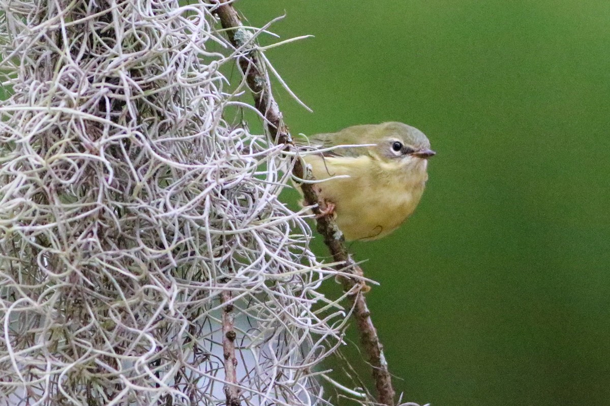 Black-throated Blue Warbler - ML643486037