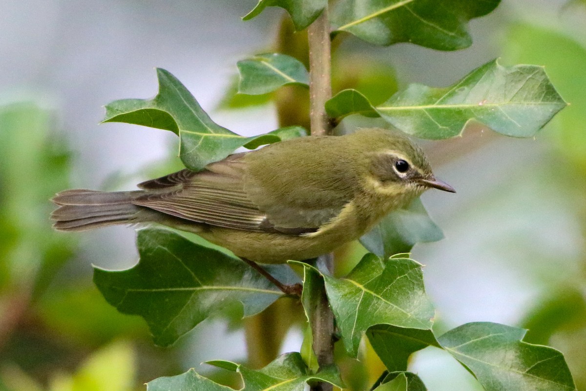 Black-throated Blue Warbler - ML643486038