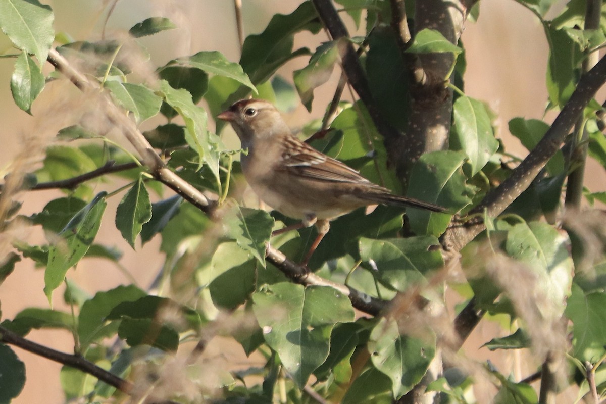 White-crowned Sparrow - ML643486040