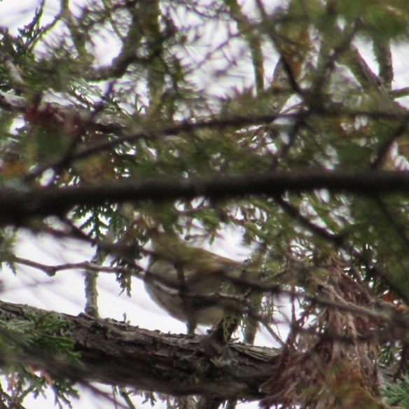 White-crowned Sparrow - ML643486041