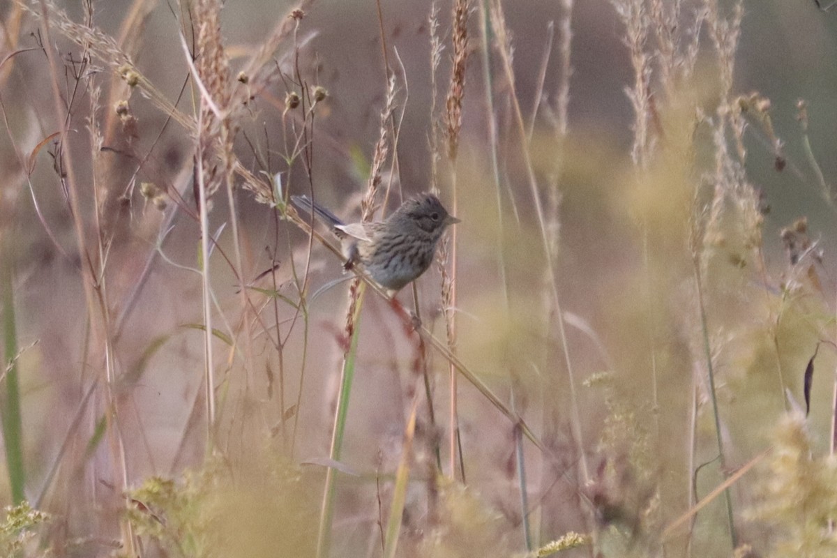 Lincoln's Sparrow - ML643486046
