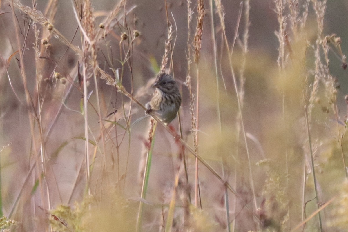 Lincoln's Sparrow - ML643486047