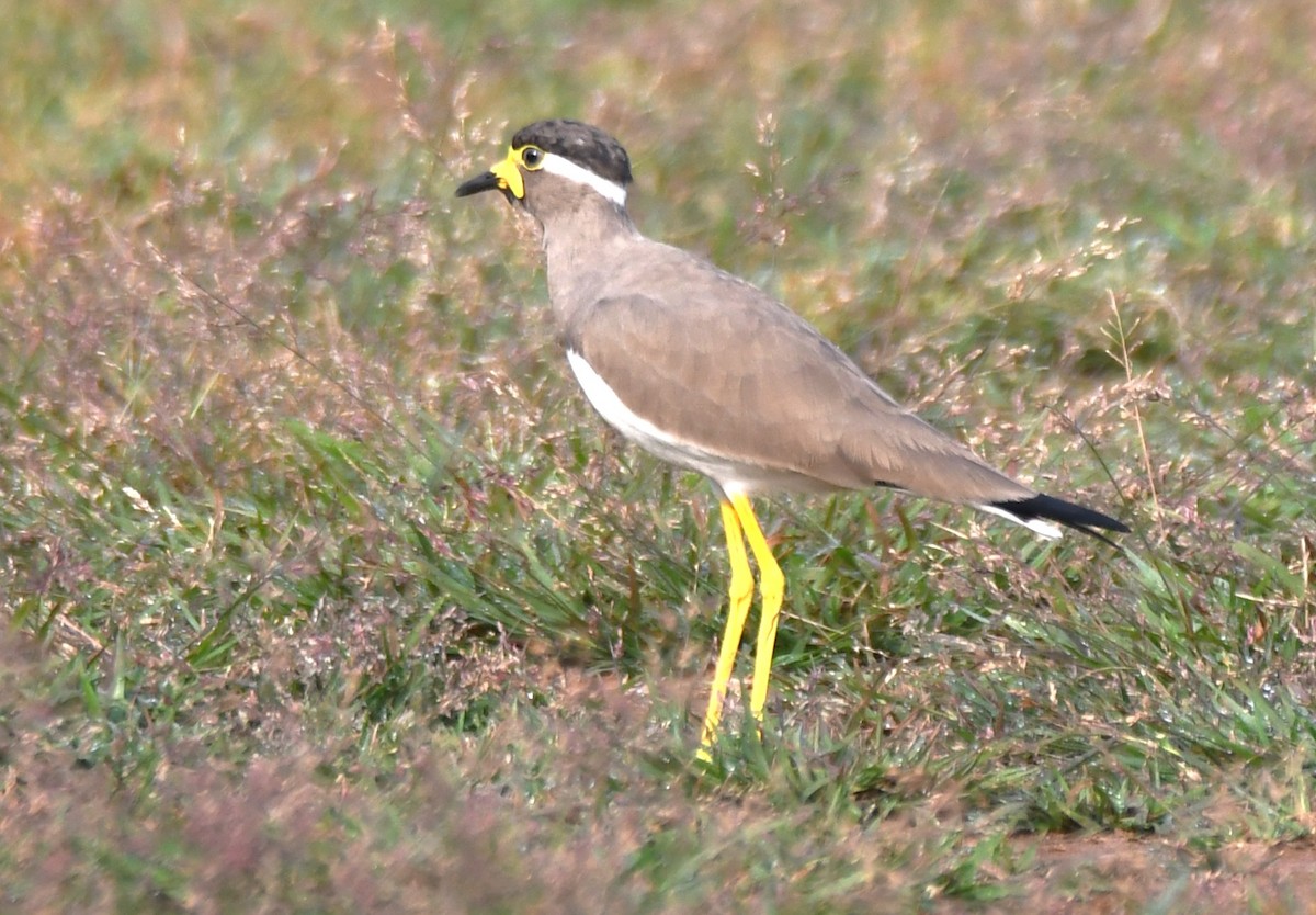 Yellow-wattled Lapwing - ML643486048