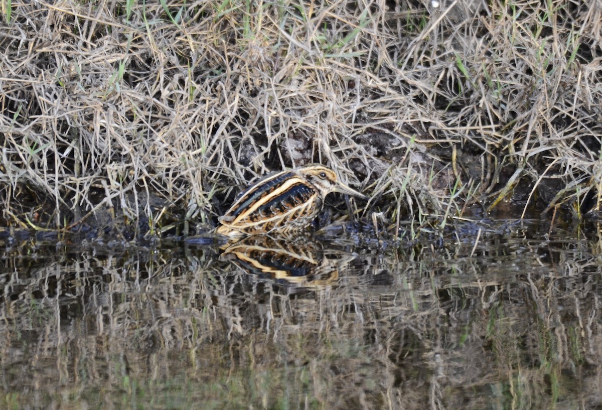 Jack Snipe - ML643486054