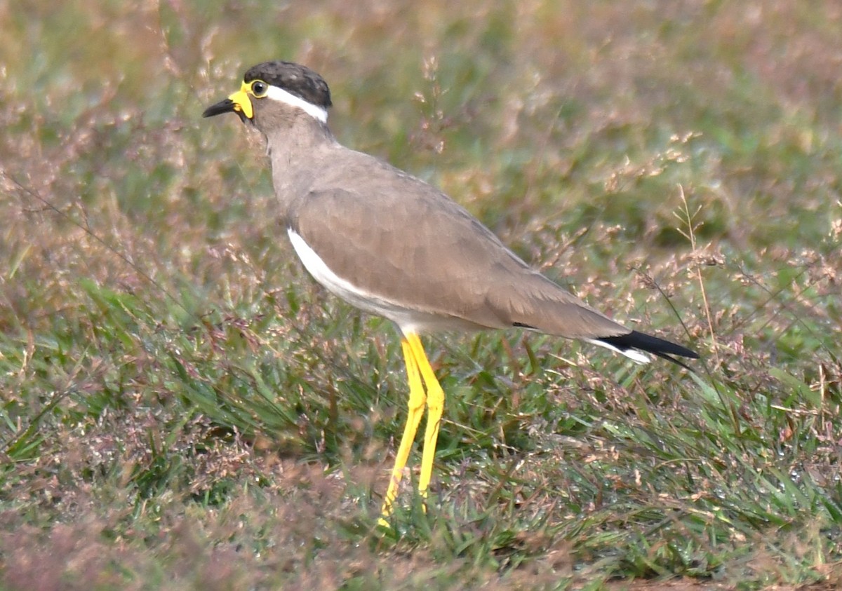 Yellow-wattled Lapwing - ML643486055