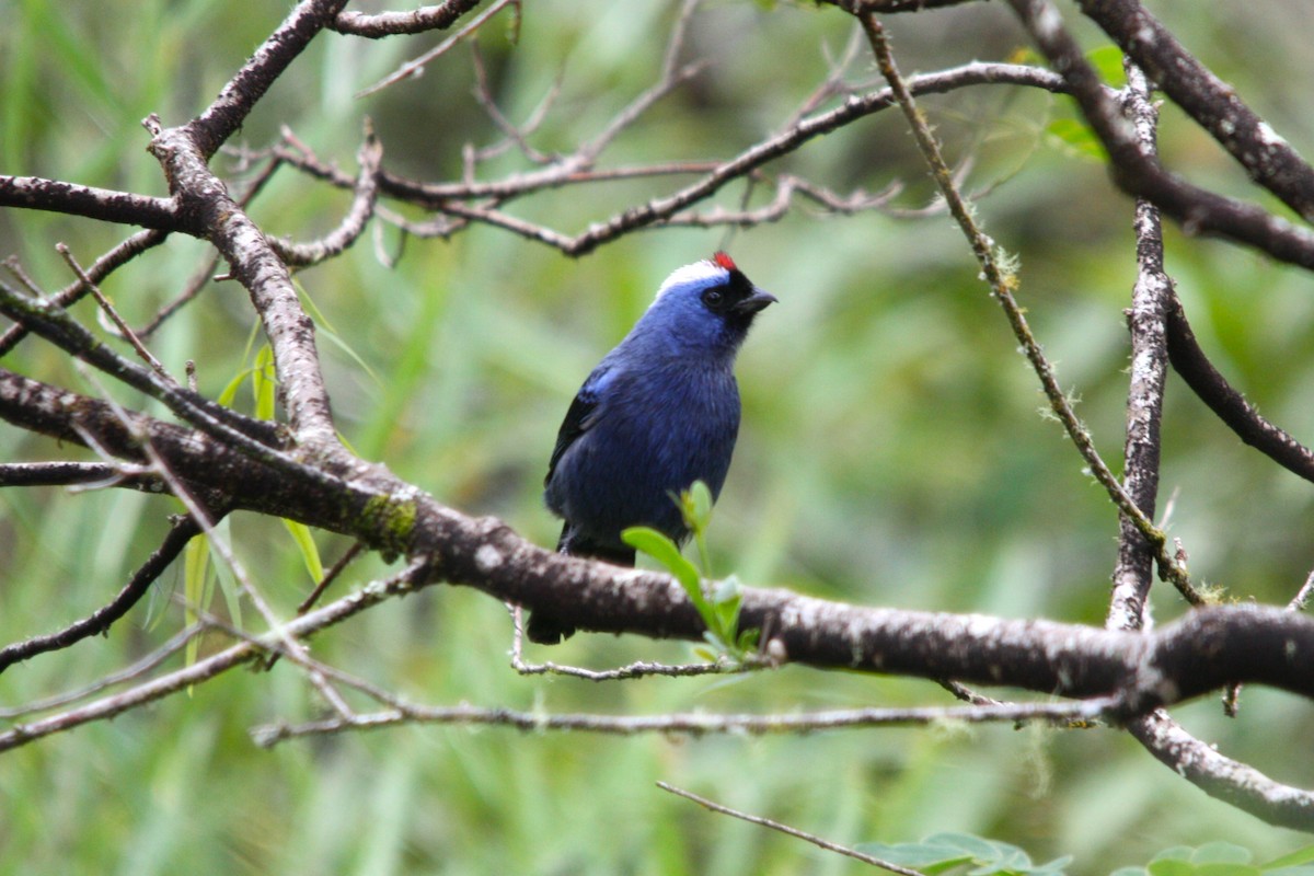Diademed Tanager - ML643486061