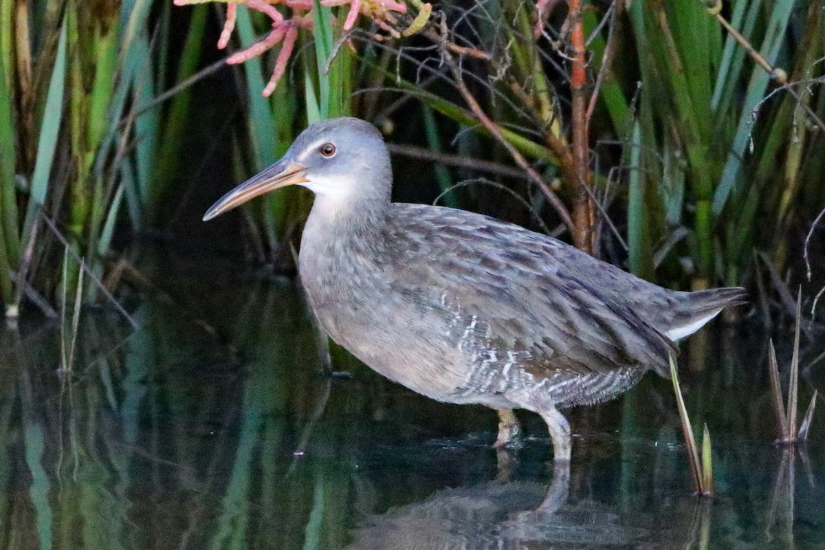 Clapper Rail - ML643486068