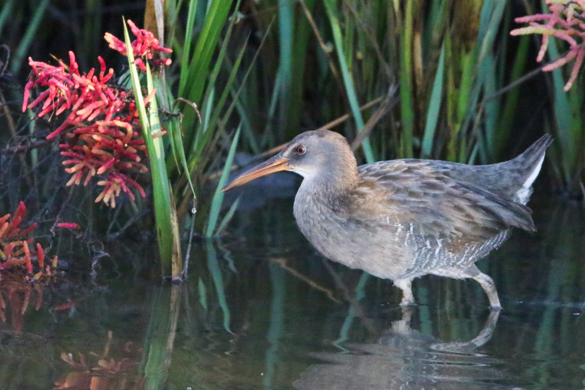 Clapper Rail - ML643486069