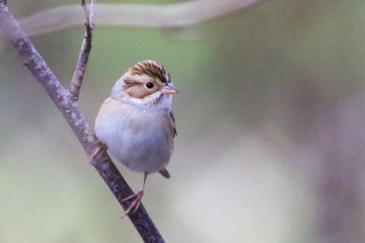 Clay-colored Sparrow - ML643486074