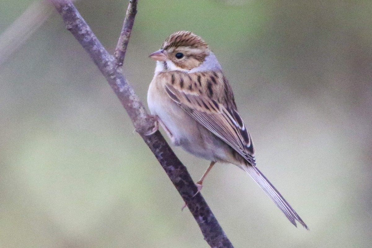 Clay-colored Sparrow - ML643486075