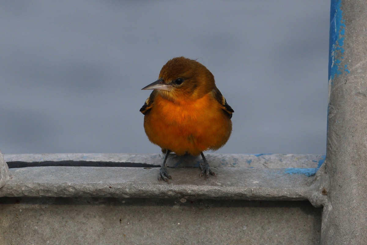 Baltimore Oriole - ML643486079