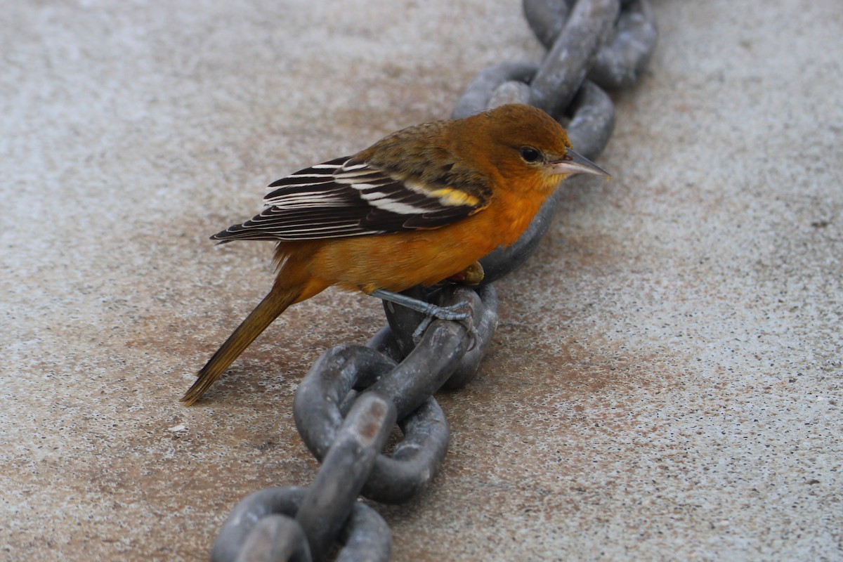 Baltimore Oriole - ML643486080