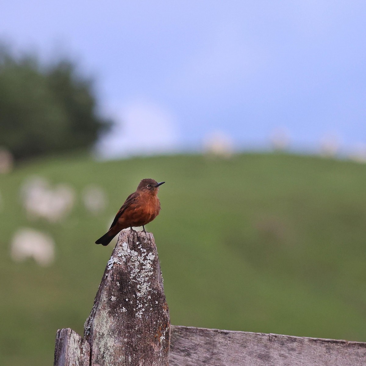 Cliff Flycatcher - ML643486102