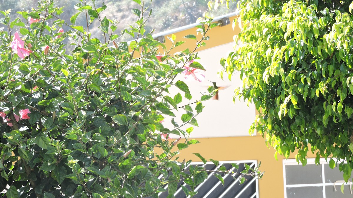 Rainbow Starfrontlet - ML643486119