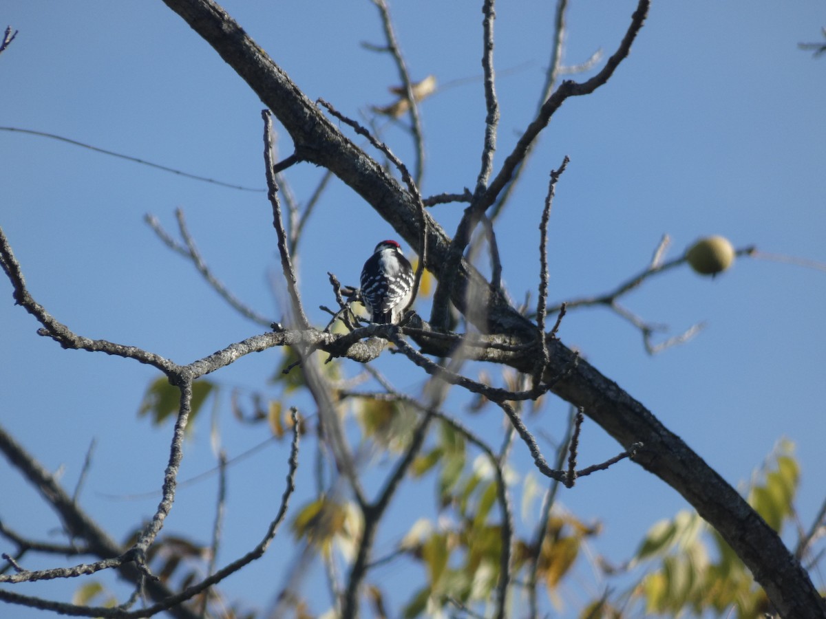 Downy Woodpecker - ML643486121