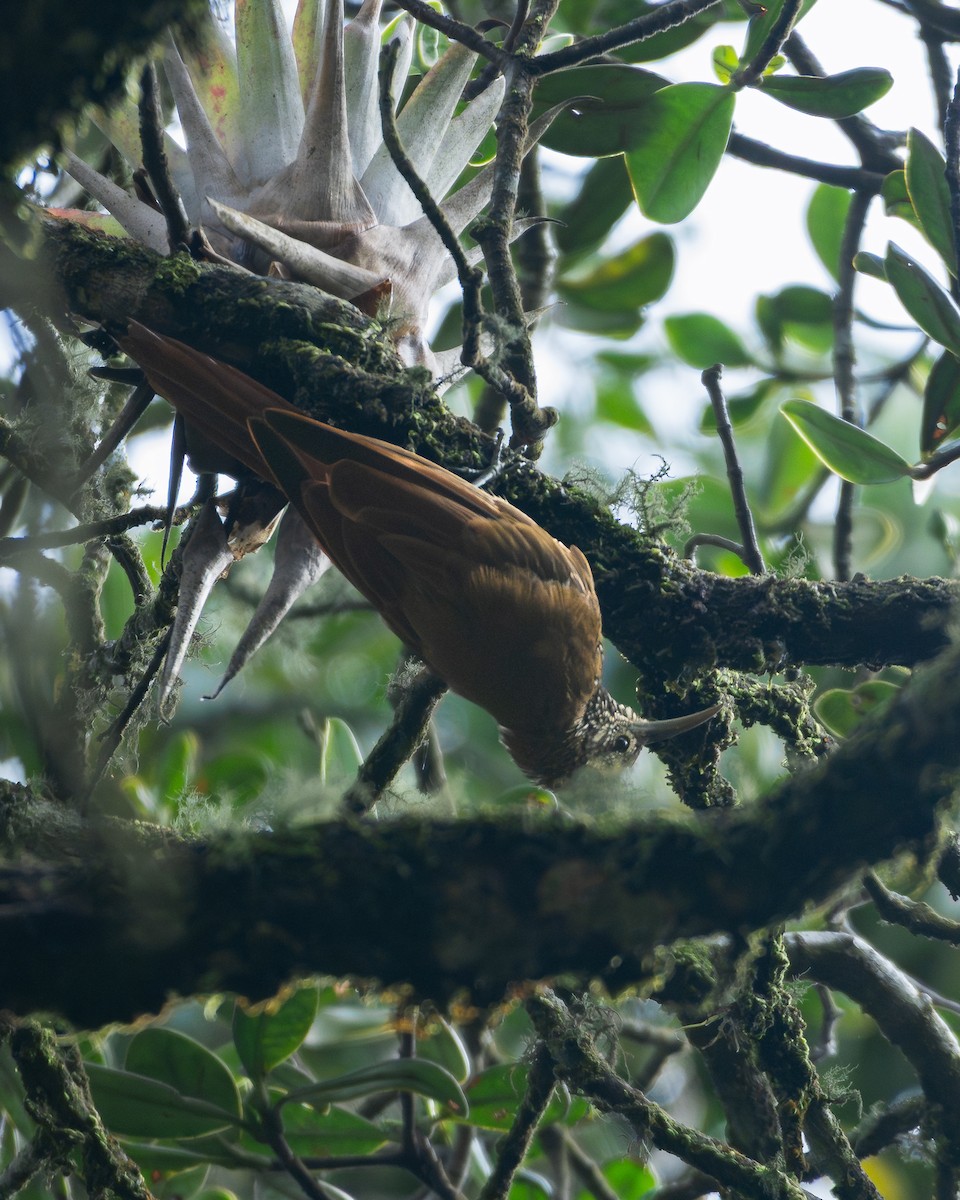 Montane Woodcreeper - ML643486122