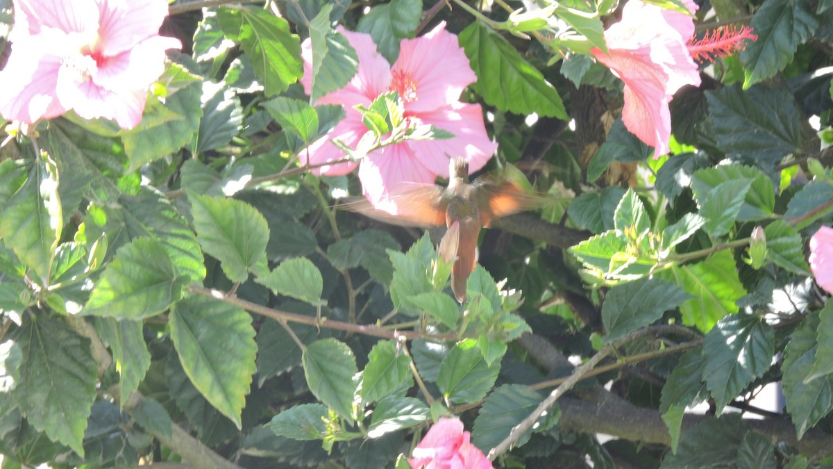 Rainbow Starfrontlet - ML643486124