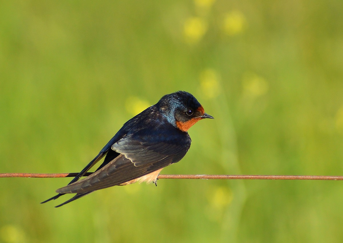 Barn Swallow - ML643486144